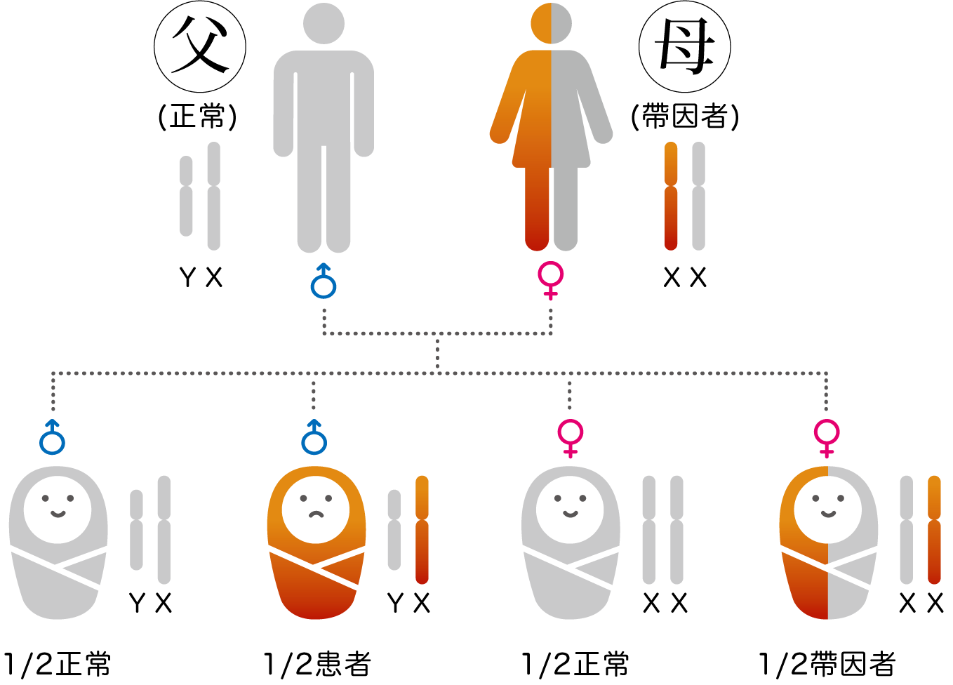 帶因者篩檢